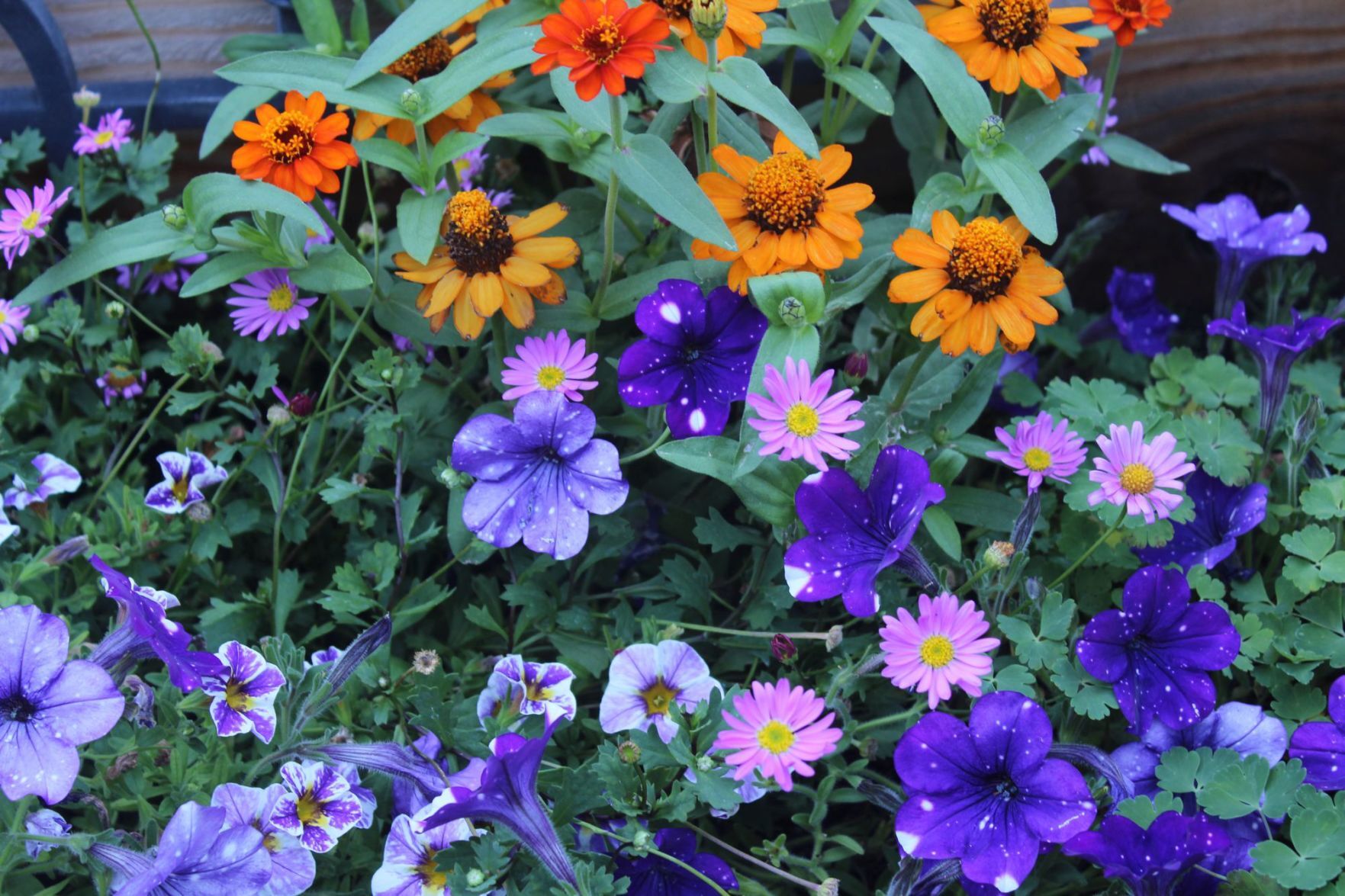 Flowers